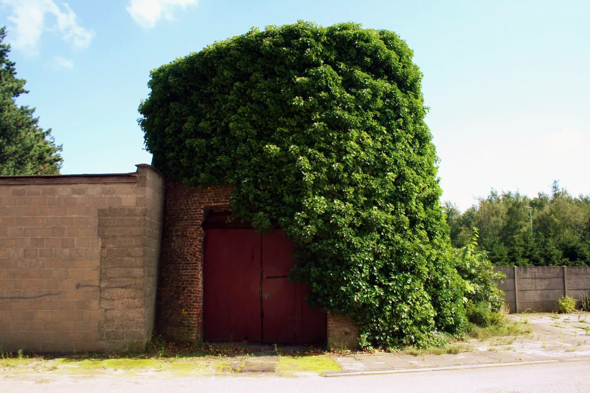 Witte Molen, Molen Embrechts